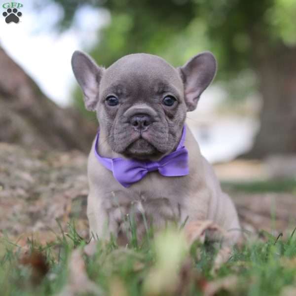 Daisy, French Bulldog Puppy